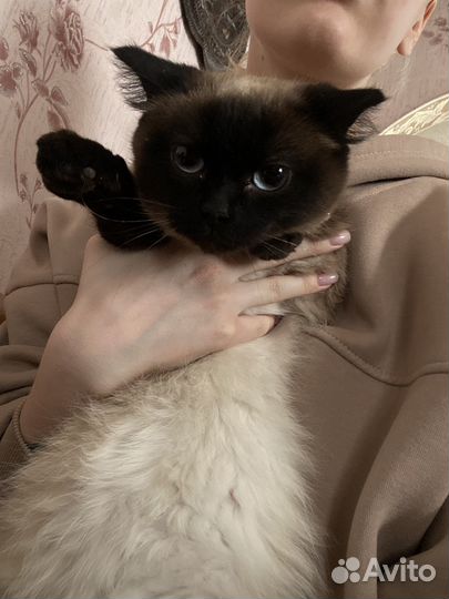 Кошка и кот