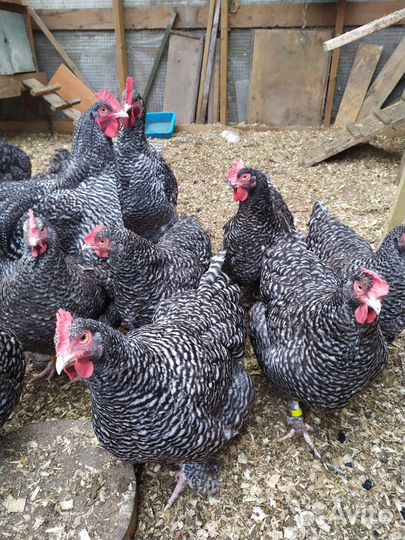 Инкубационное яйцо