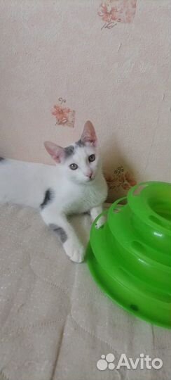 Котенок Яшка