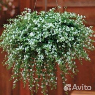 Рассада бакопы