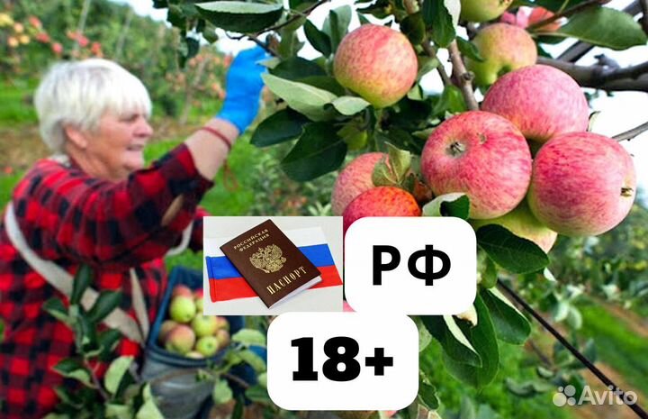 Сборщик яблок. Вахта