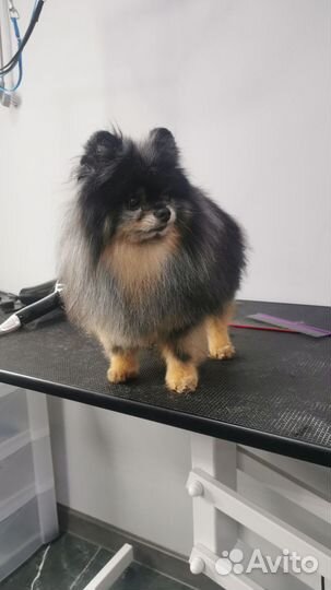 Грумер стрижка собак