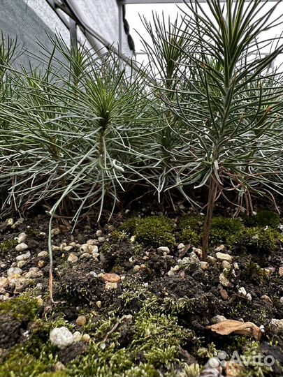 Саженцы крымской сосны