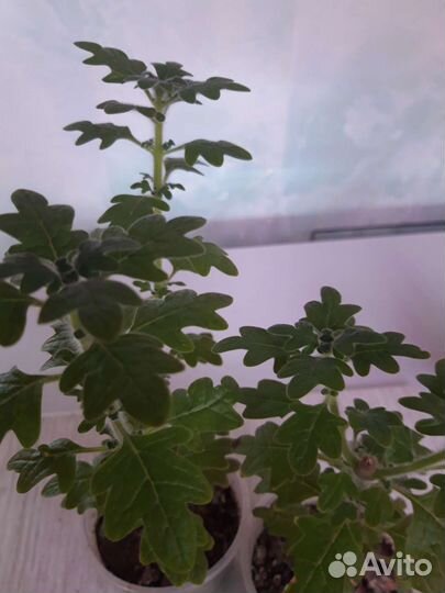 Комнатные цветы