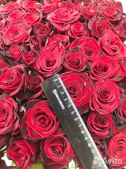 101 Роза доставка 24\7 букеты Пионы 51