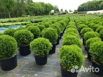 Саженцы туи Даника