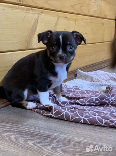 Чихуахуа мальчик с документами