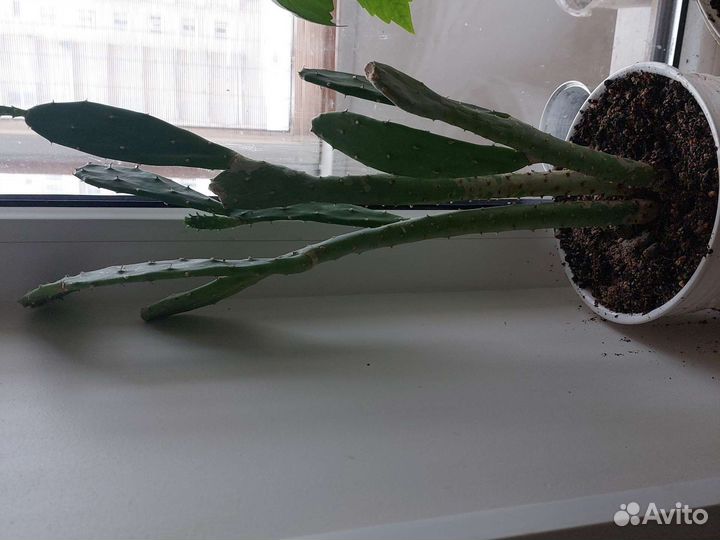 Денежное дерево толстянка крассула