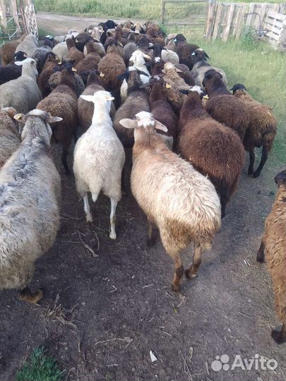 Продам барана овец