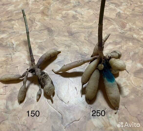 Георгины клубни