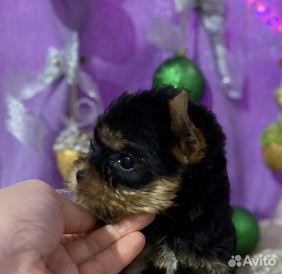 Девочки и мальчики