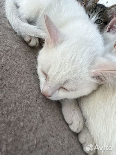 Кошка в дар