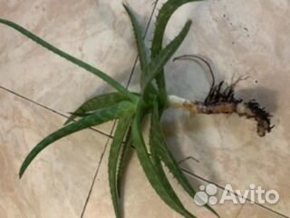 Продаю отростки Алоэ-Вера