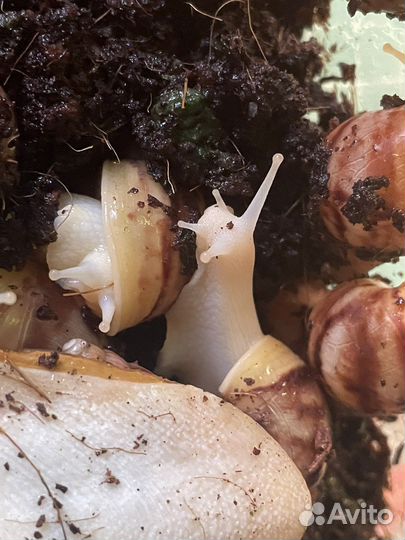 Улитки ахатины 3 месяца