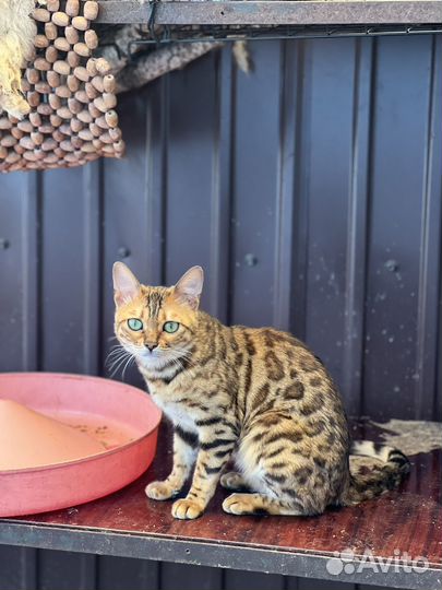 Бенгалтская кошка