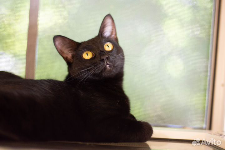 Кошка в дар