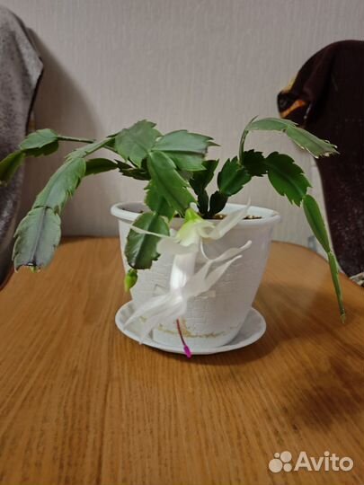 Сортовые декабристы