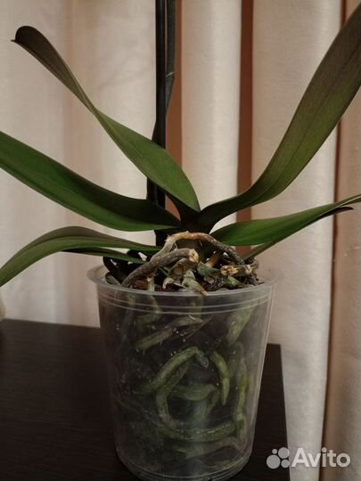 Орхидея фаленопсис