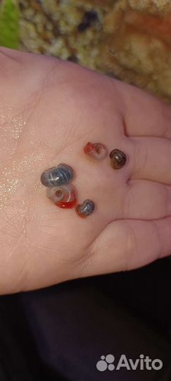 Улитки аквариумные