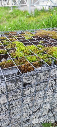 Сетка сварная / Сетка для забора толщ.2,4 под ключ