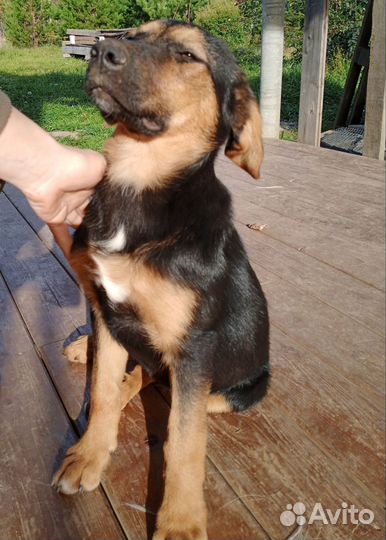 Метис овчарки