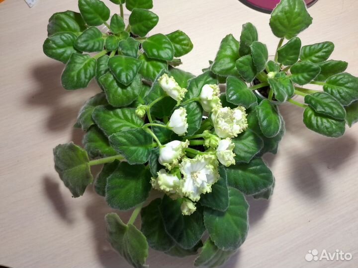 Фиалка Парниковый эффект