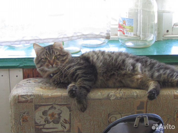 Кот камышового окраса