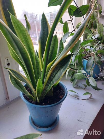 Цветы комнатные юкка, сансевьерия. фикус