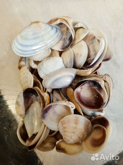 Морские камни и ракушки