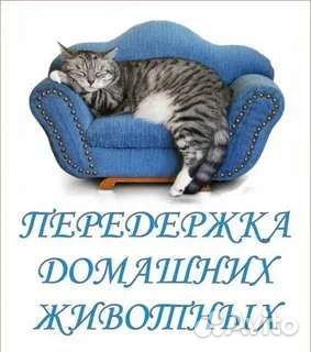 Передержка кошек, котов (котоситтер)