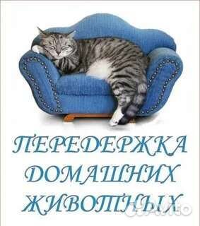 Передержка кошек, котов (котоситтер)