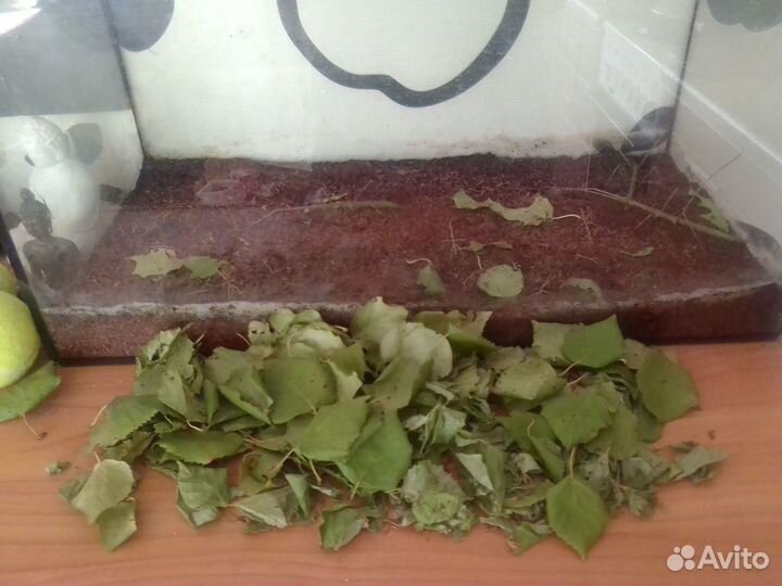 Аквариум 50л + палочники Аннамские