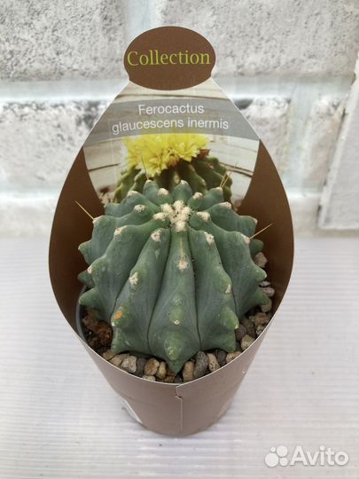 Редкие кактусы из питомника растений