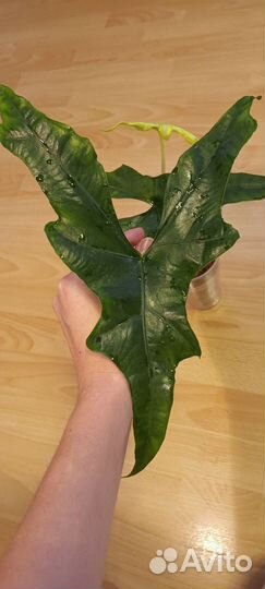 Алоказия Летучая Мышь Nycteris batwing