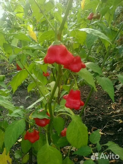 Семена разных перцев чили