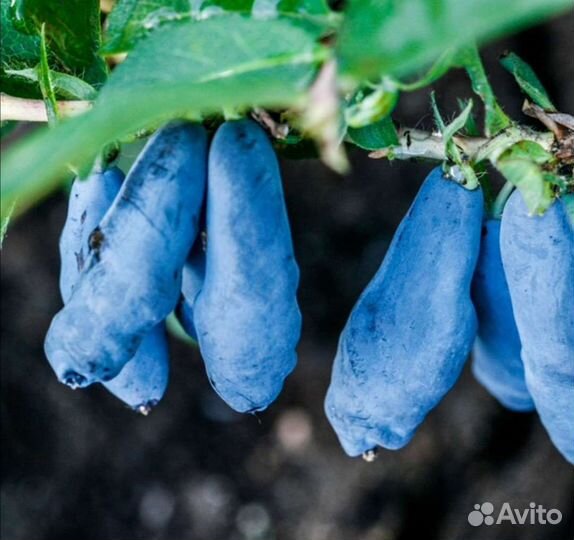 Жимолость без горечи