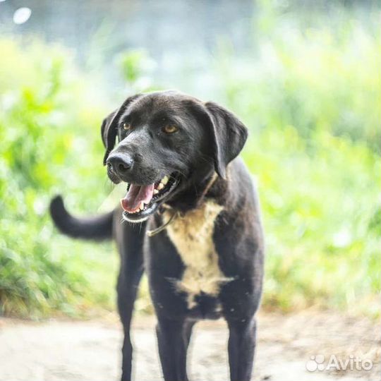 Собака в добрые руки