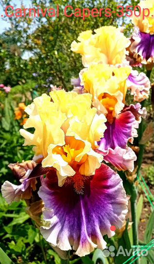 Ирисы бородатые сортовые