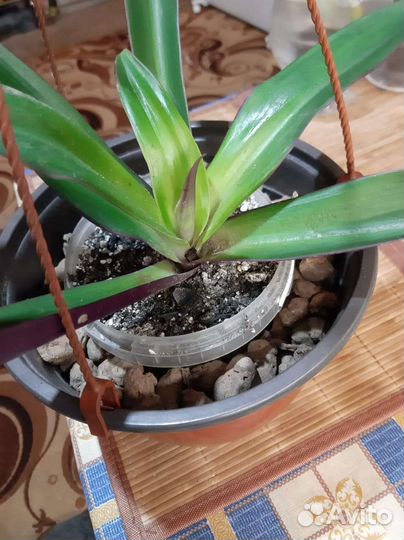 Платицериум,традисканция,замиокулькас