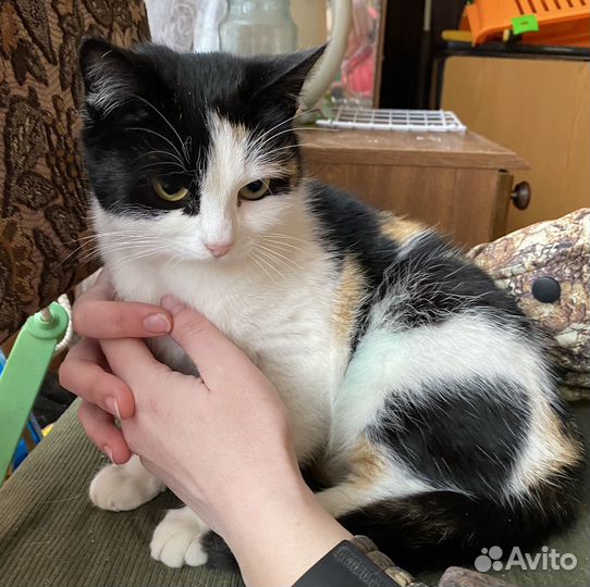 Кошка трехцветная