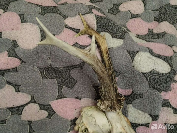 Рога косули