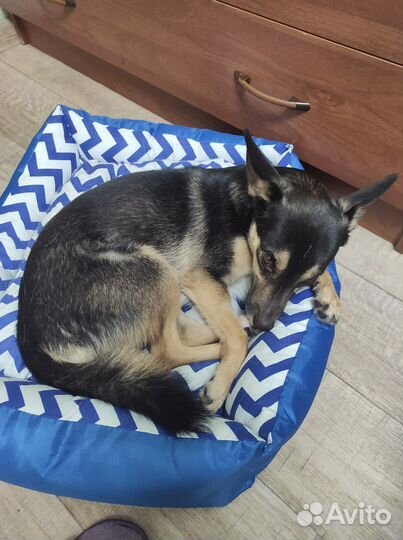 Собака в добрые руки щенок