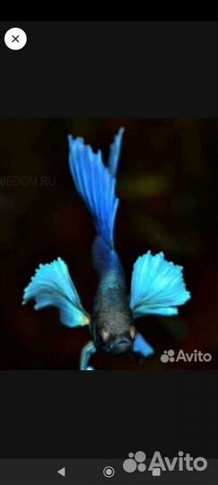 Рыбка петушок, Аквариумные рыбки в ассортименте