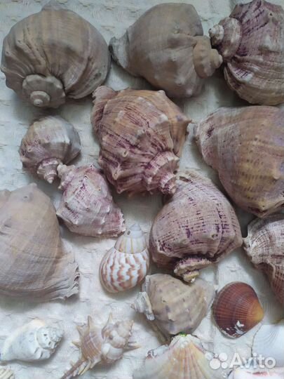 Морские ракушки и раковины