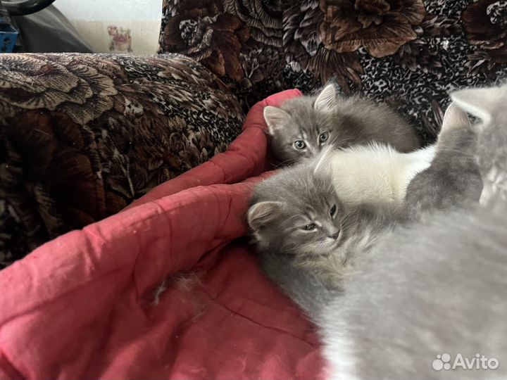 Котята в добрые руки