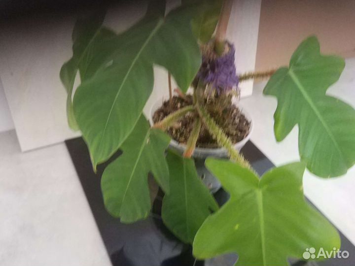 Филодендрон скваниферум