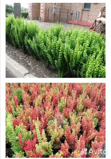 Барбарис.живая изгородь