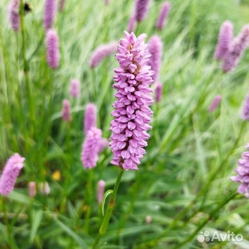 Горец змеиный superba