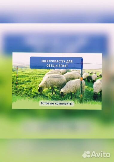 Электропастух для овец и ягнят