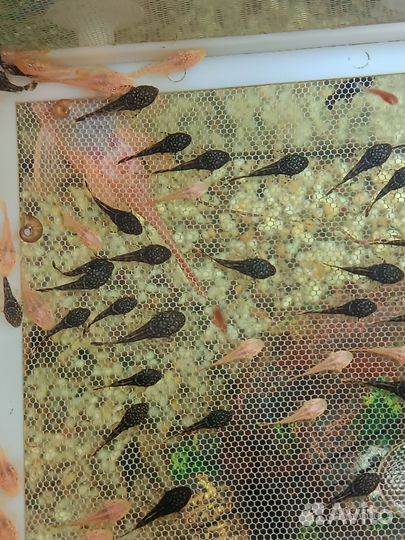 Сомики анцитрусы